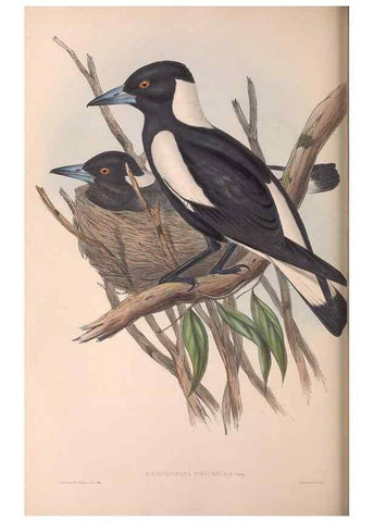Reproducción/Reproduction 36951594085: The birds of Australia.. London,Printed by R. and J. E. Taylor; pub. by the author,[1840]-48.