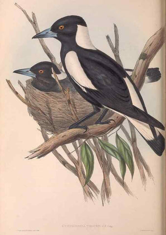 Reproducción/Reproduction 36951594085: The birds of Australia.. London,Printed by R. and J. E. Taylor; pub. by the author,[1840]-48.
