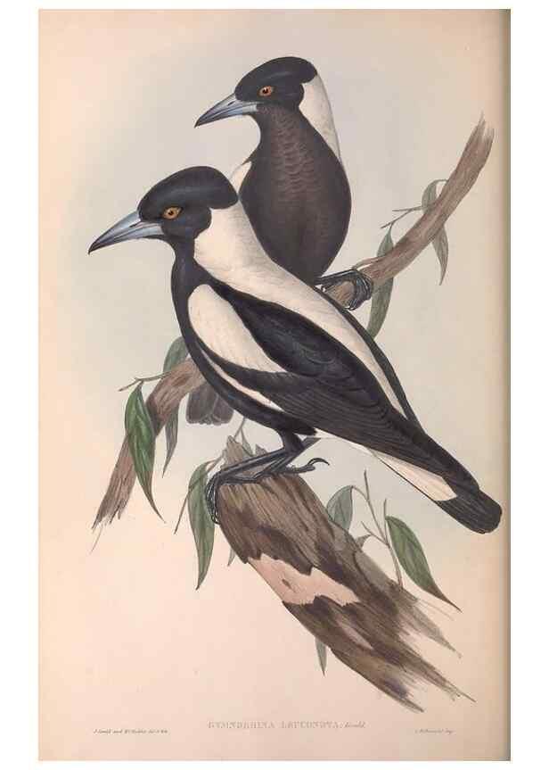 Reproducción/Reproduction 36780431312: The birds of Australia.. London,Printed by R. and J. E. Taylor; pub. by the author,[1840]-48.