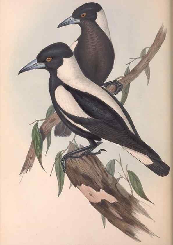 Reproducción/Reproduction 36780431312: The birds of Australia.. London,Printed by R. and J. E. Taylor; pub. by the author,[1840]-48.
