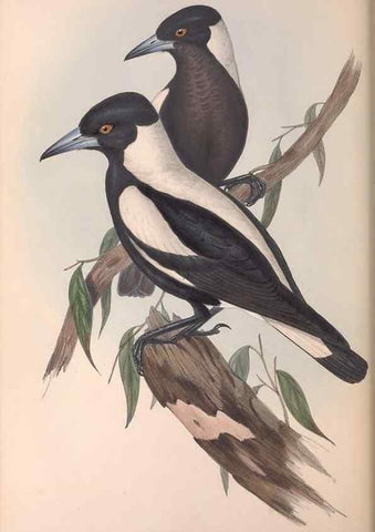 Reproducción/Reproduction 36780431312: The birds of Australia.. London,Printed by R. and J. E. Taylor; pub. by the author,[1840]-48.
