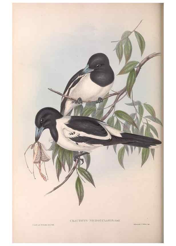 Reproducción/Reproduction 36780434752: The birds of Australia.. London,Printed by R. and J. E. Taylor; pub. by the author,[1840]-48.