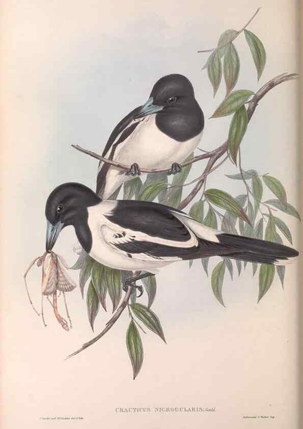 Reproducción/Reproduction 36780434752: The birds of Australia.. London,Printed by R. and J. E. Taylor; pub. by the author,[1840]-48.
