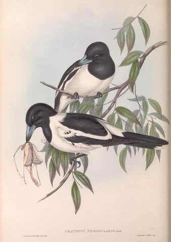 Reproducción/Reproduction 36780434752: The birds of Australia.. London,Printed by R. and J. E. Taylor; pub. by the author,[1840]-48.