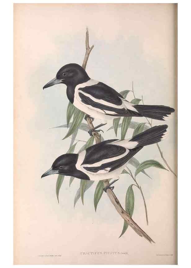 Reproducción/Reproduction 36780436372: The birds of Australia.. London,Printed by R. and J. E. Taylor; pub. by the author,[1840]-48.