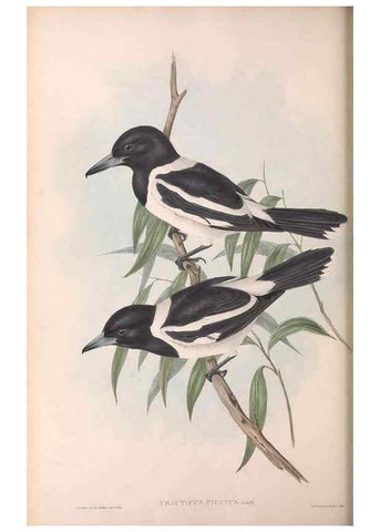 Reproducción/Reproduction 36780436372: The birds of Australia.. London,Printed by R. and J. E. Taylor; pub. by the author,[1840]-48.