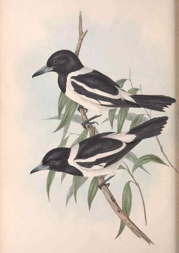 Reproducción/Reproduction 36780436372: The birds of Australia.. London,Printed by R. and J. E. Taylor; pub. by the author,[1840]-48.