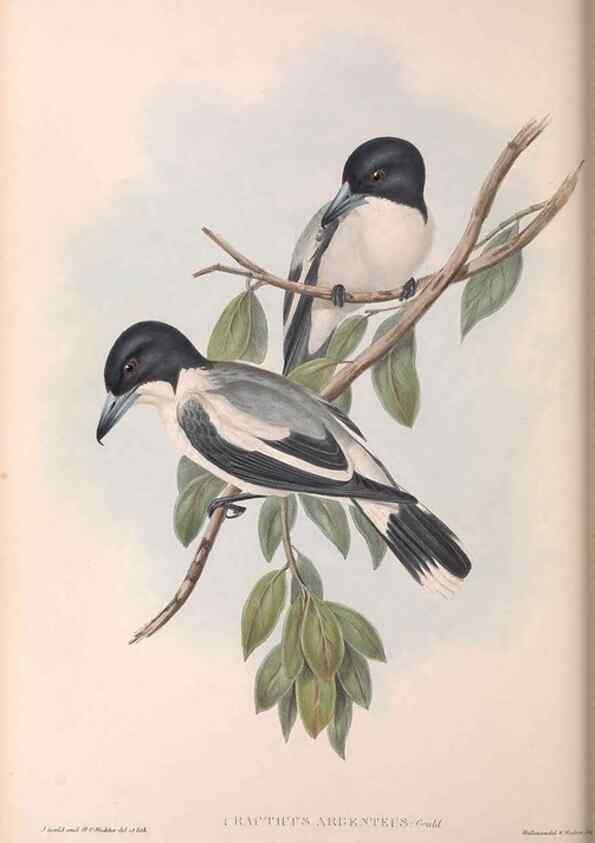 Reproducción/Reproduction 36780437982: The birds of Australia.. London,Printed by R. and J. E. Taylor; pub. by the author,[1840]-48.
