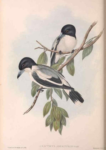 Reproducción/Reproduction 36780437982: The birds of Australia.. London,Printed by R. and J. E. Taylor; pub. by the author,[1840]-48.