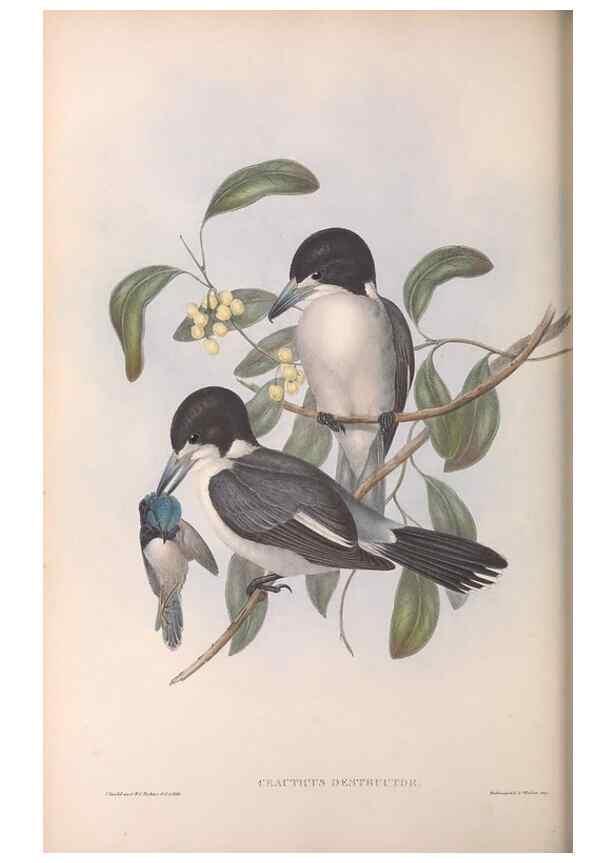 Reproducción/Reproduction 36951605205: The birds of Australia.. London,Printed by R. and J. E. Taylor; pub. by the author,[1840]-48.