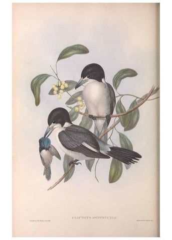 Reproducción/Reproduction 36951605205: The birds of Australia.. London,Printed by R. and J. E. Taylor; pub. by the author,[1840]-48.