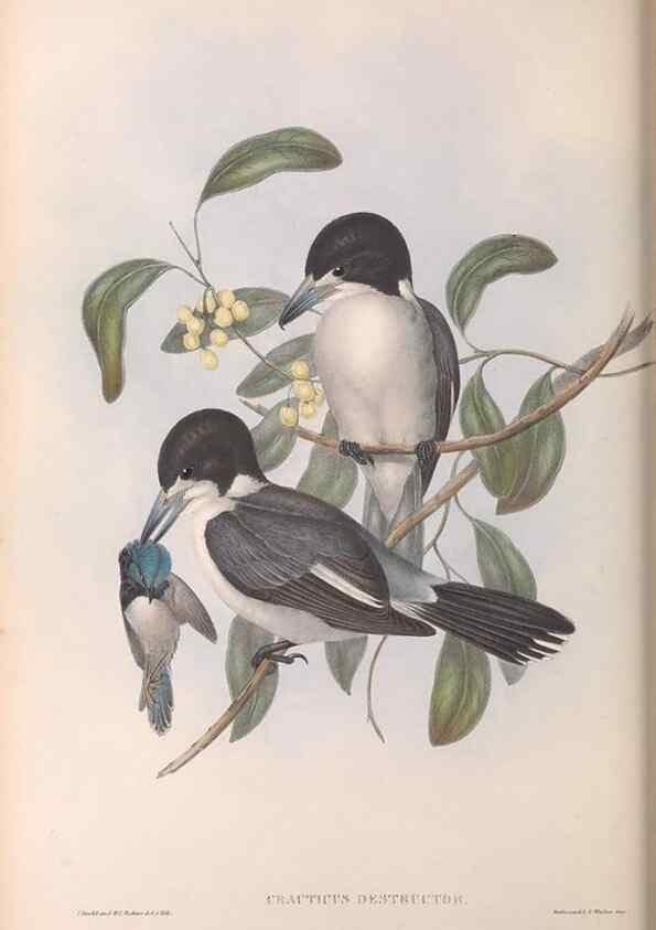 Reproducción/Reproduction 36951605205: The birds of Australia.. London,Printed by R. and J. E. Taylor; pub. by the author,[1840]-48.