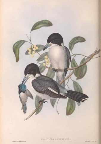 Reproducción/Reproduction 36951605205: The birds of Australia.. London,Printed by R. and J. E. Taylor; pub. by the author,[1840]-48.