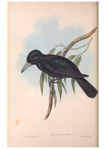 Reproducción/Reproduction 36117008384: The birds of Australia.. London,Printed by R. and J. E. Taylor; pub. by the author,[1840]-48.