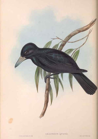 Reproducción/Reproduction 36117008384: The birds of Australia.. London,Printed by R. and J. E. Taylor; pub. by the author,[1840]-48.