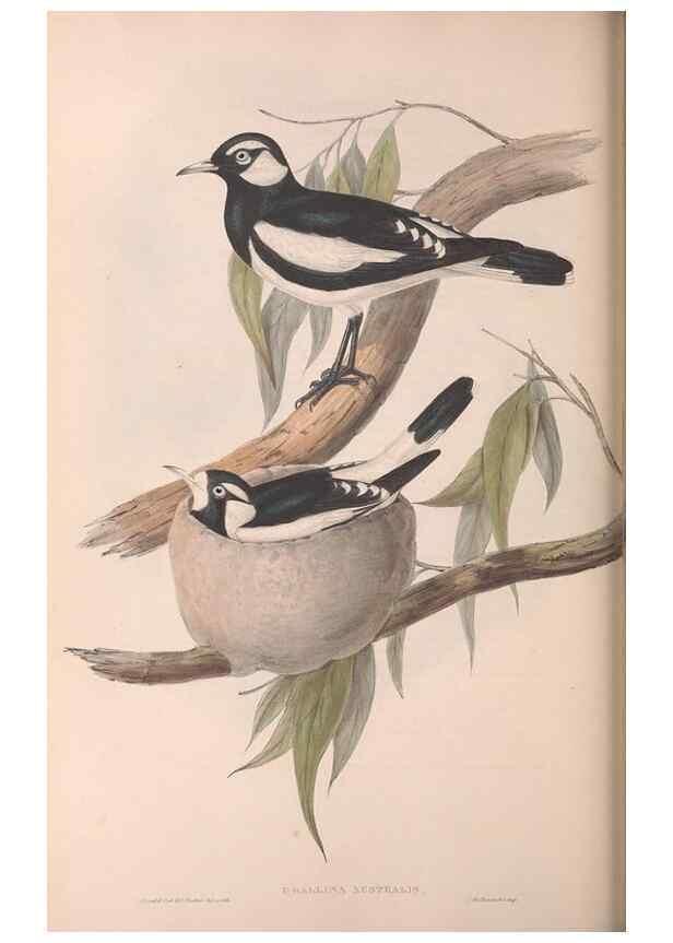 Reproducción/Reproduction 36117009284: The birds of Australia.. London,Printed by R. and J. E. Taylor; pub. by the author,[1840]-48.