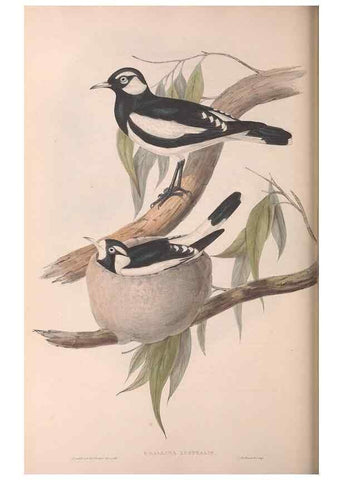 Reproducción/Reproduction 36117009284: The birds of Australia.. London,Printed by R. and J. E. Taylor; pub. by the author,[1840]-48.
