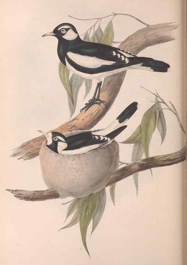 Reproducción/Reproduction 36117009284: The birds of Australia.. London,Printed by R. and J. E. Taylor; pub. by the author,[1840]-48.