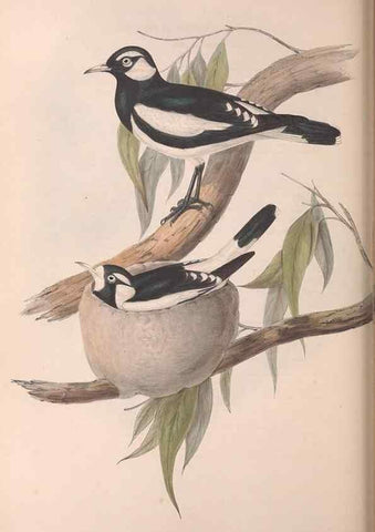 Reproducción/Reproduction 36117009284: The birds of Australia.. London,Printed by R. and J. E. Taylor; pub. by the author,[1840]-48.