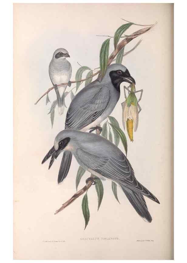 Reproducción/Reproduction 36117011004: The birds of Australia.. London,Printed by R. and J. E. Taylor; pub. by the author,[1840]-48.