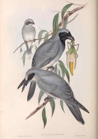 Reproducción/Reproduction 36117011004: The birds of Australia.. London,Printed by R. and J. E. Taylor; pub. by the author,[1840]-48.