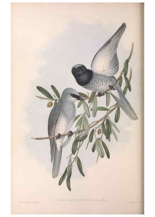 Reproducción/Reproduction 36117013154: The birds of Australia.. London,Printed by R. and J. E. Taylor; pub. by the author,[1840]-48.