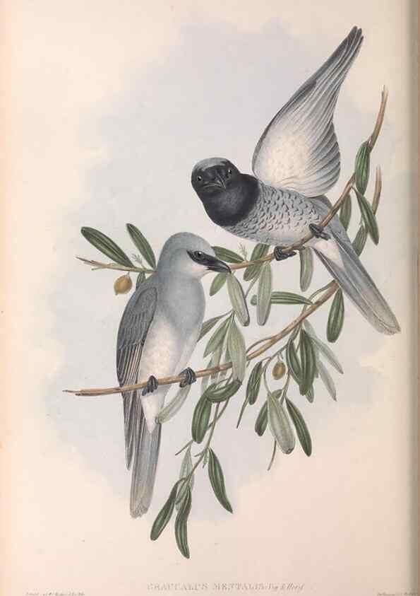 Reproducción/Reproduction 36117013154: The birds of Australia.. London,Printed by R. and J. E. Taylor; pub. by the author,[1840]-48.