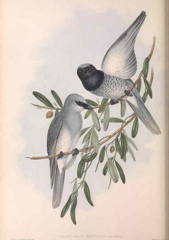 Reproducción/Reproduction 36117013154: The birds of Australia.. London,Printed by R. and J. E. Taylor; pub. by the author,[1840]-48.