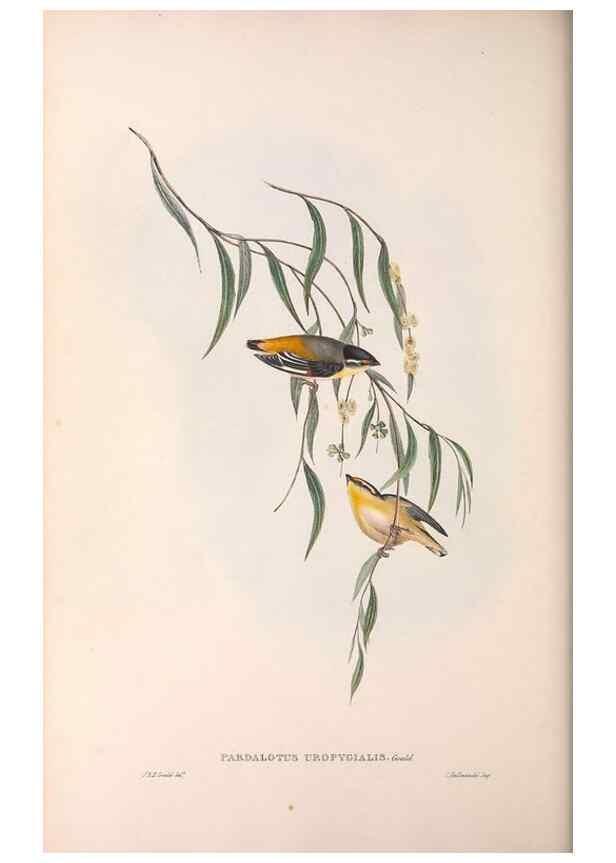 Reproducción/Reproduction 36143057393: The birds of Australia.. London,Printed by R. and J. E. Taylor; pub. by the author,[1840]-48.