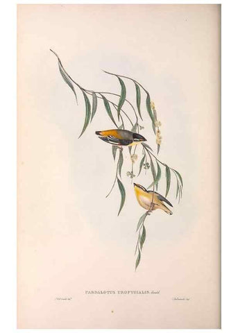 Reproducción/Reproduction 36143057393: The birds of Australia.. London,Printed by R. and J. E. Taylor; pub. by the author,[1840]-48.