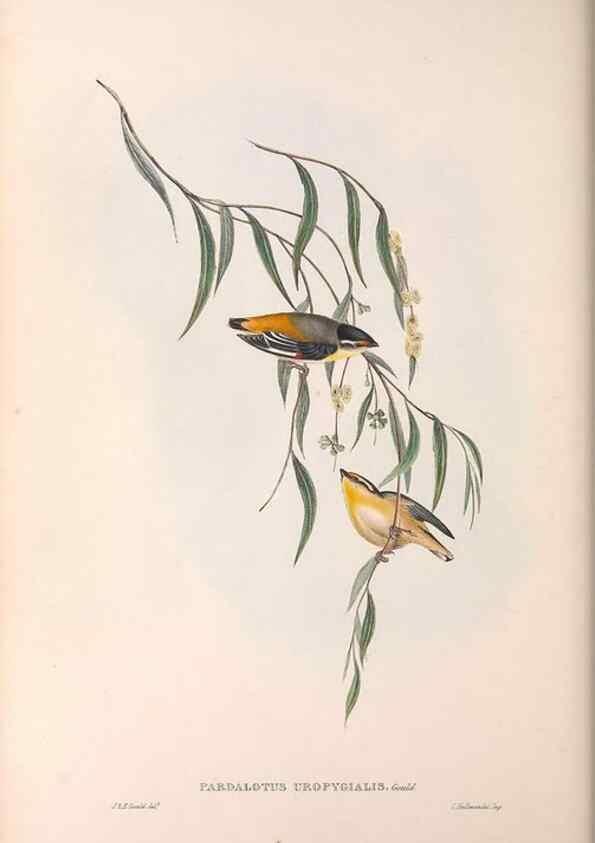 Reproducción/Reproduction 36143057393: The birds of Australia.. London,Printed by R. and J. E. Taylor; pub. by the author,[1840]-48.