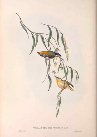 Reproducción/Reproduction 36143057393: The birds of Australia.. London,Printed by R. and J. E. Taylor; pub. by the author,[1840]-48.