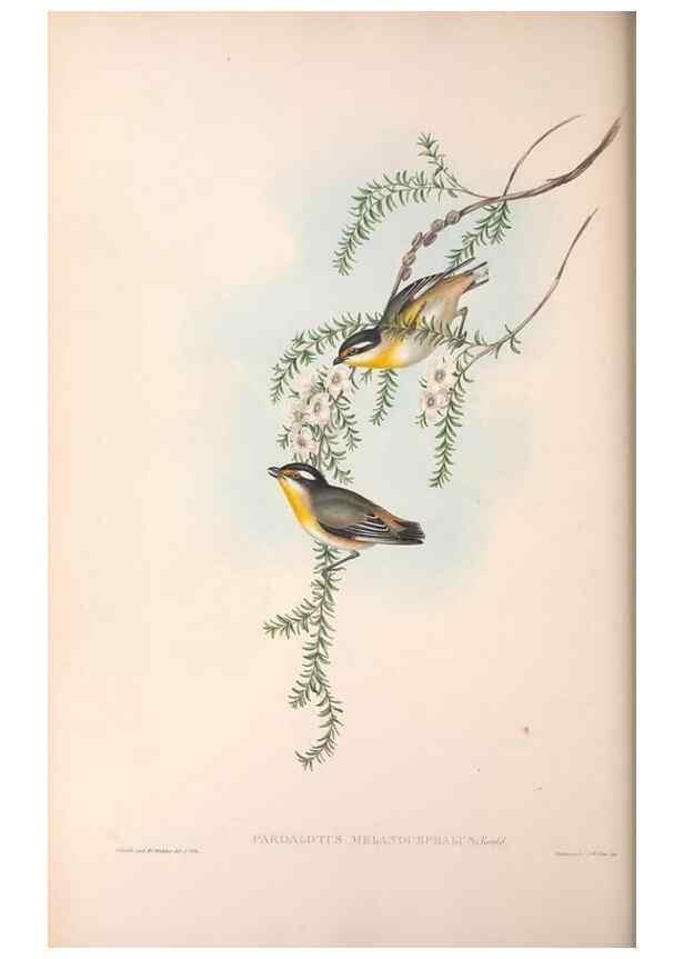 Reproducción/Reproduction 36143056183: The birds of Australia.. London,Printed by R. and J. E. Taylor; pub. by the author,[1840]-48.