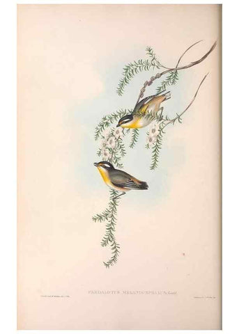 Reproducción/Reproduction 36143056183: The birds of Australia.. London,Printed by R. and J. E. Taylor; pub. by the author,[1840]-48.