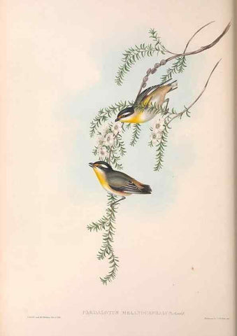 Reproducción/Reproduction 36143056183: The birds of Australia.. London,Printed by R. and J. E. Taylor; pub. by the author,[1840]-48.