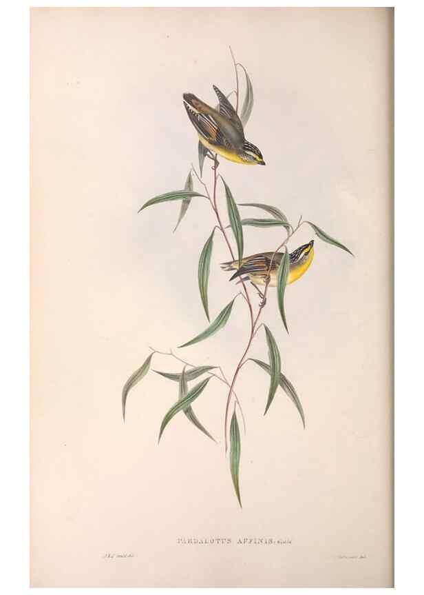 Reproducción/Reproduction 36555218920: The birds of Australia.. London,Printed by R. and J. E. Taylor; pub. by the author,[1840]-48.