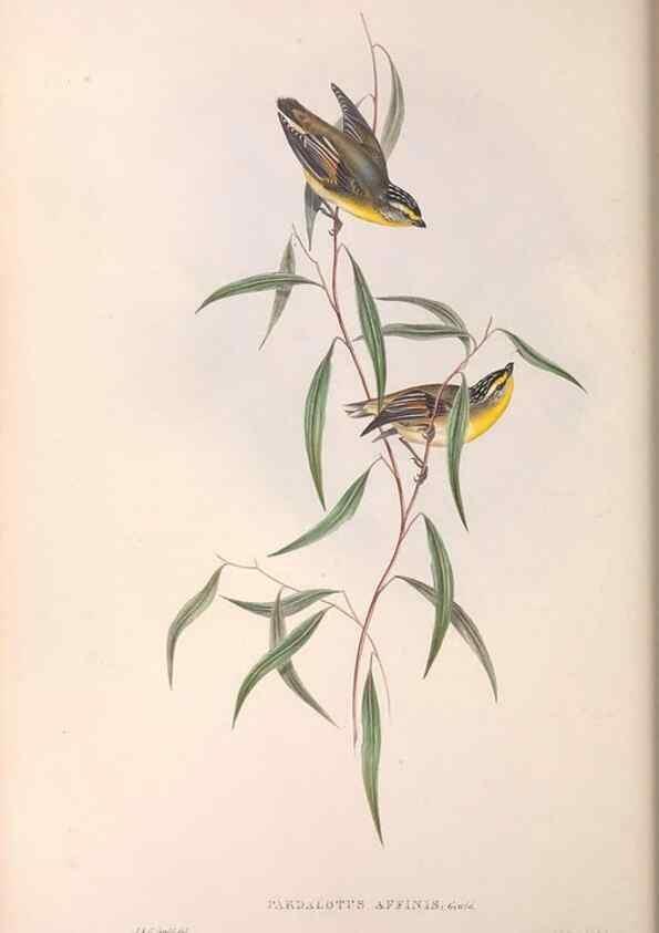 Reproducción/Reproduction 36555218920: The birds of Australia.. London,Printed by R. and J. E. Taylor; pub. by the author,[1840]-48.