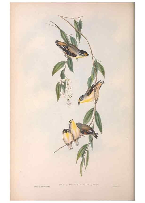 Reproducción/Reproduction 36811863021: The birds of Australia.. London,Printed by R. and J. E. Taylor; pub. by the author,[1840]-48.