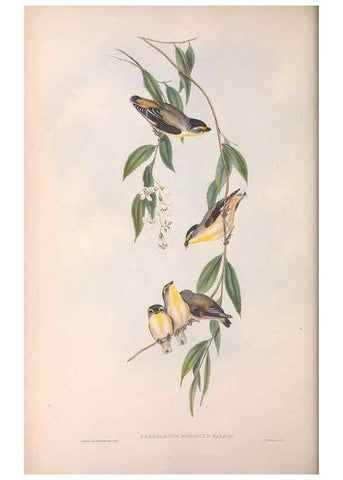 Reproducción/Reproduction 36811863021: The birds of Australia.. London,Printed by R. and J. E. Taylor; pub. by the author,[1840]-48.