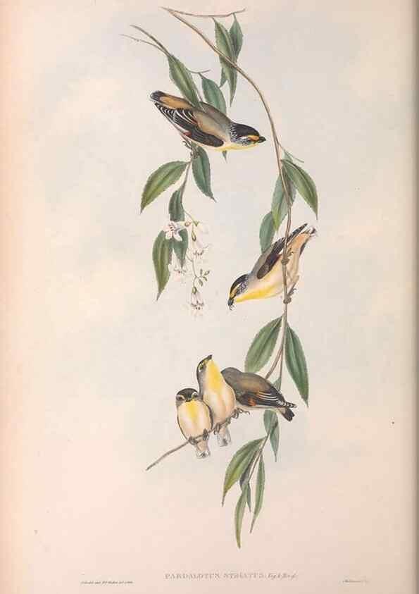 Reproducción/Reproduction 36811863021: The birds of Australia.. London,Printed by R. and J. E. Taylor; pub. by the author,[1840]-48.