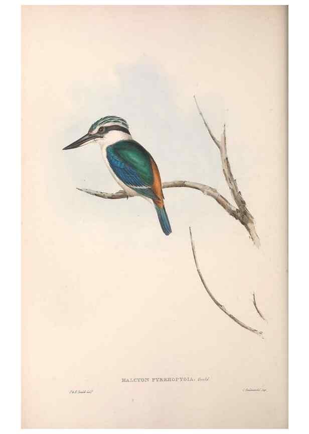 Reproducción/Reproduction 36143033483: The birds of Australia.. London,Printed by R. and J. E. Taylor; pub. by the author,[1840]-48.