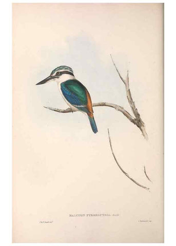 Reproducción/Reproduction 36143033483: The birds of Australia.. London,Printed by R. and J. E. Taylor; pub. by the author,[1840]-48.