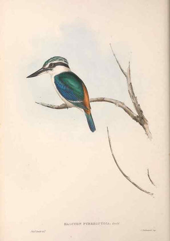Reproducción/Reproduction 36143033483: The birds of Australia.. London,Printed by R. and J. E. Taylor; pub. by the author,[1840]-48.