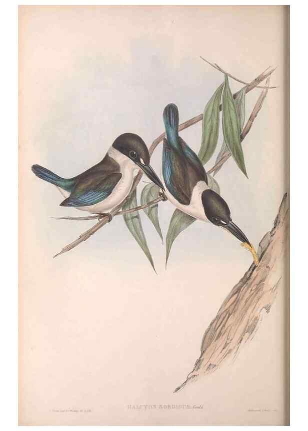 Reproducción/Reproduction 36143034283: The birds of Australia.. London,Printed by R. and J. E. Taylor; pub. by the author,[1840]-48.