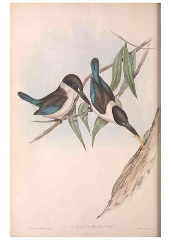 Reproducción/Reproduction 36143034283: The birds of Australia.. London,Printed by R. and J. E. Taylor; pub. by the author,[1840]-48.