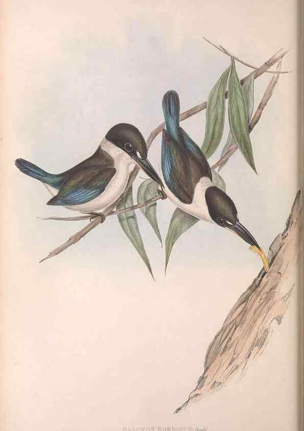 Reproducción/Reproduction 36143034283: The birds of Australia.. London,Printed by R. and J. E. Taylor; pub. by the author,[1840]-48.