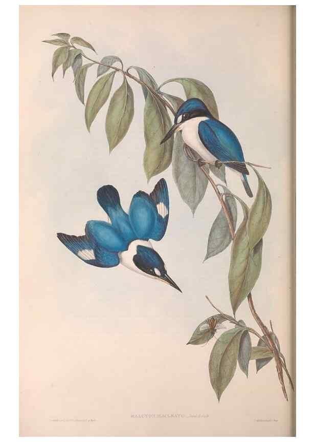 Reproducción/Reproduction 36143035183: The birds of Australia.. London,Printed by R. and J. E. Taylor; pub. by the author,[1840]-48.