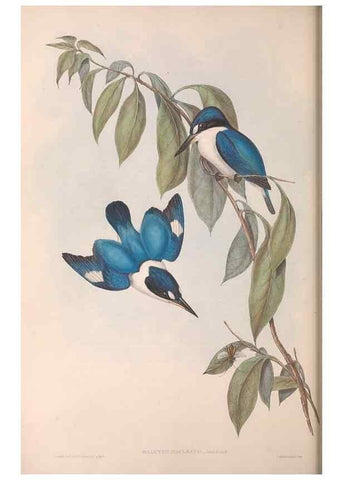 Reproducción/Reproduction 36143035183: The birds of Australia.. London,Printed by R. and J. E. Taylor; pub. by the author,[1840]-48.