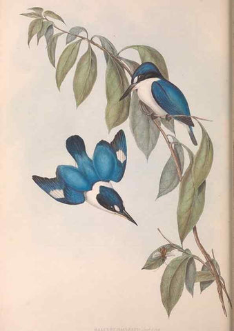Reproducción/Reproduction 36143035183: The birds of Australia.. London,Printed by R. and J. E. Taylor; pub. by the author,[1840]-48.