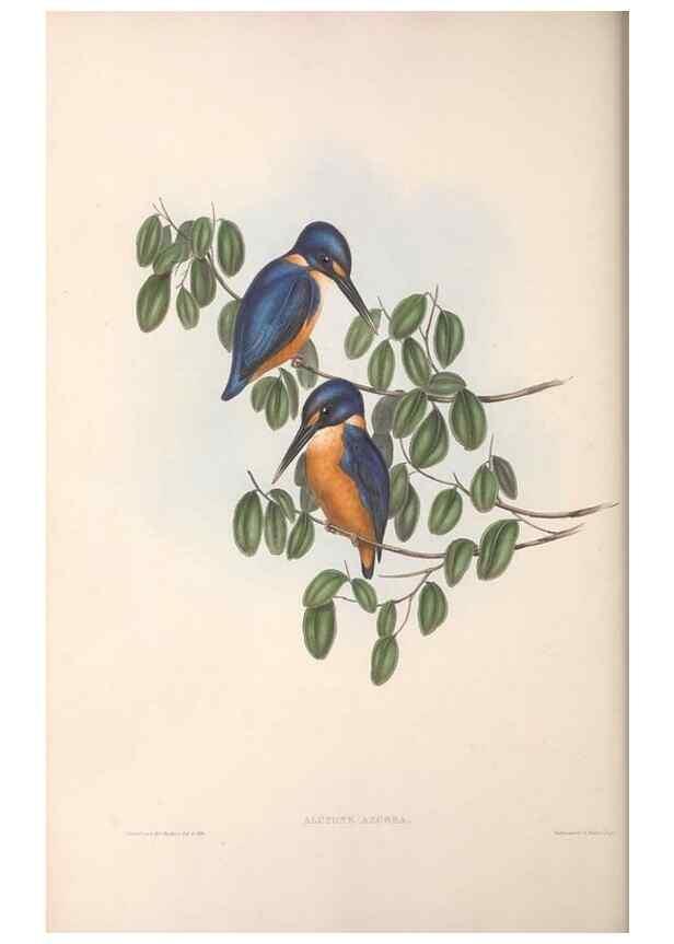 Reproducción/Reproduction 36555200710: The birds of Australia.. London,Printed by R. and J. E. Taylor; pub. by the author,[1840]-48.